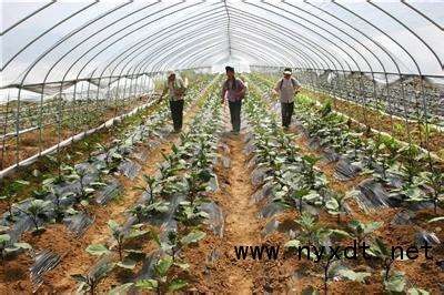 科學施肥指南 大棚蔬菜高效種植與農業技術開發