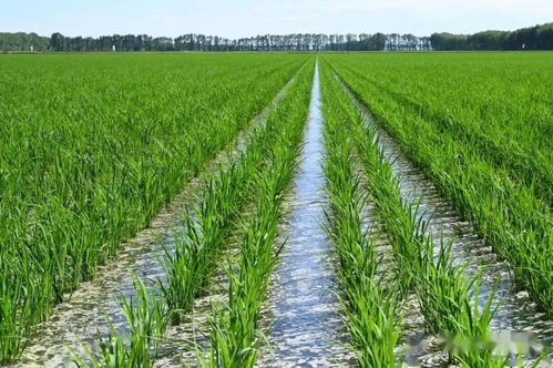 推廣輕簡栽培模式 提升農業科技轉化率的關鍵路徑